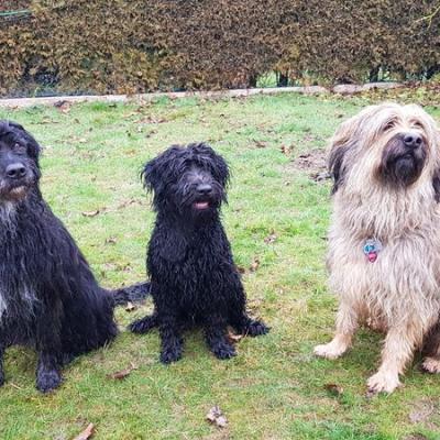 Trio Astan Deeks Kalli